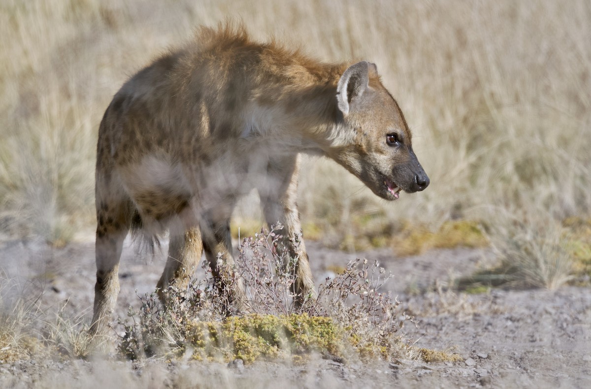 Animals - ML646386245