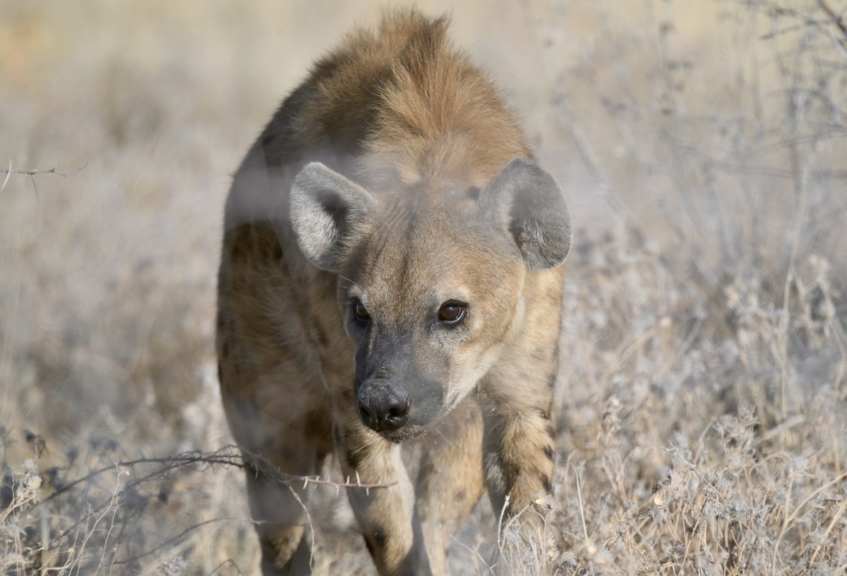 Animals - ML646386246