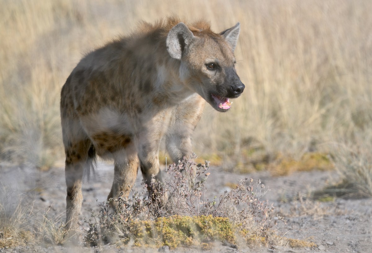 Animals - ML646386247