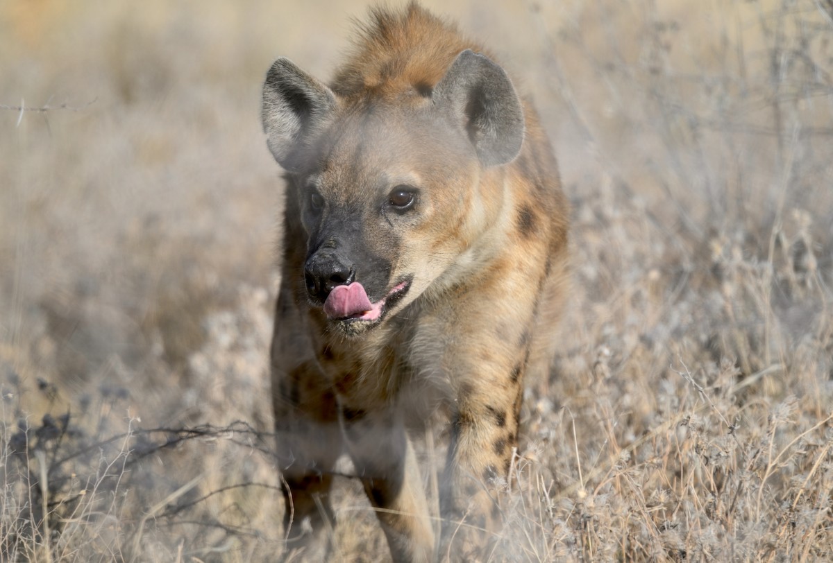 Animals - ML646386248