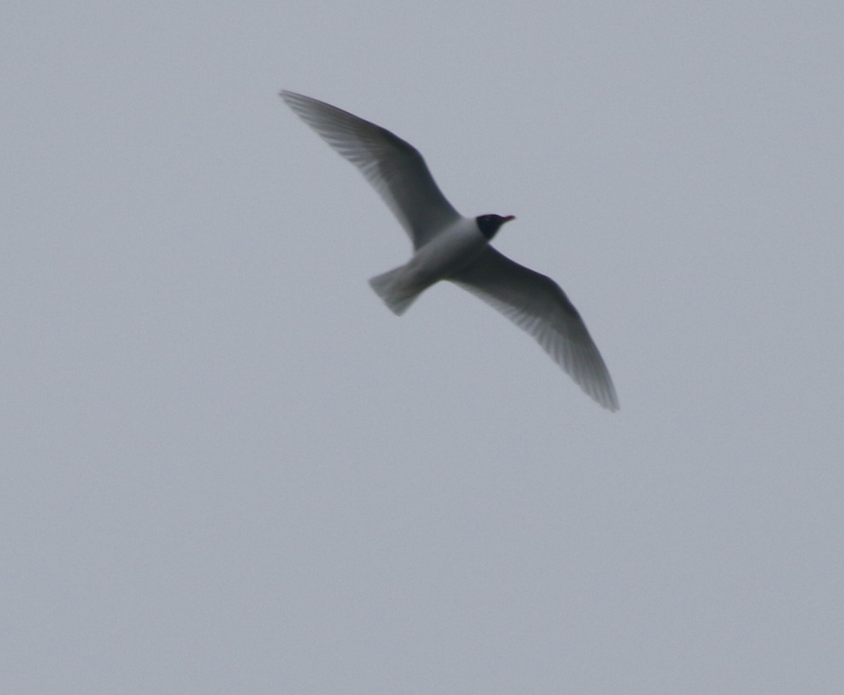 Mediterranean Gull - ML646386253