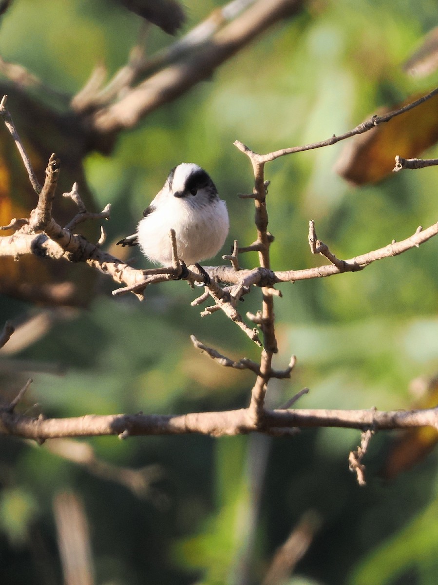 Long-tailed Tit - ML646386254