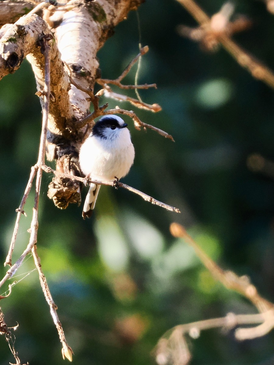 stjertmeis - ML646386255