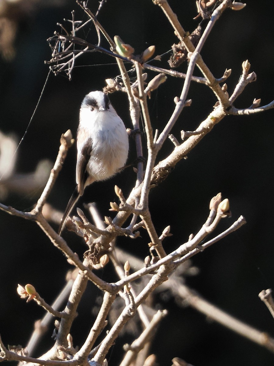 Long-tailed Tit - ML646386256
