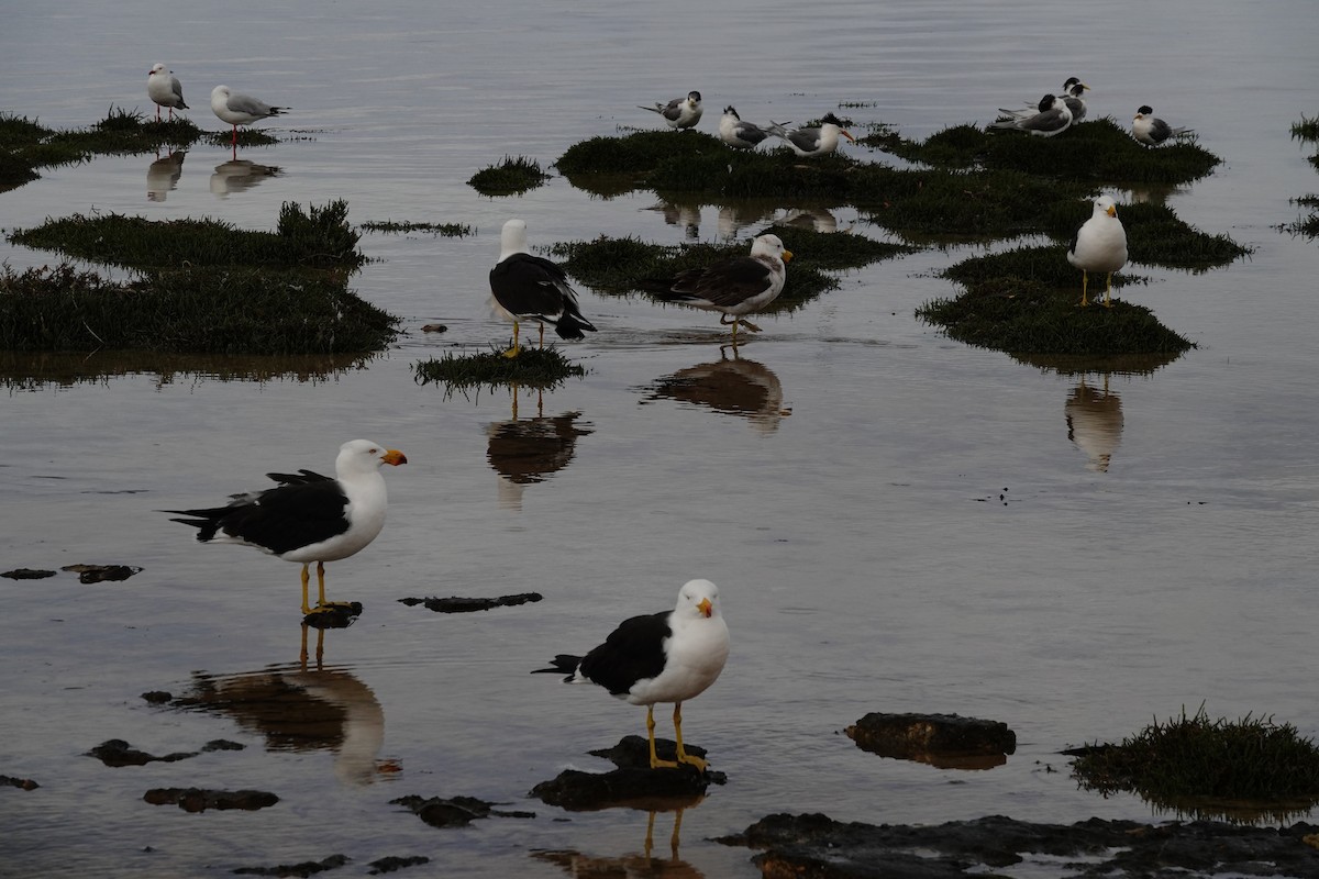 Pacific Gull - ML646386257