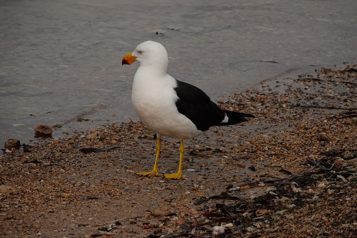 Pacific Gull - ML646386258