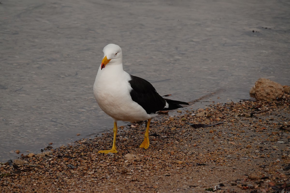 Pacific Gull - ML646386259