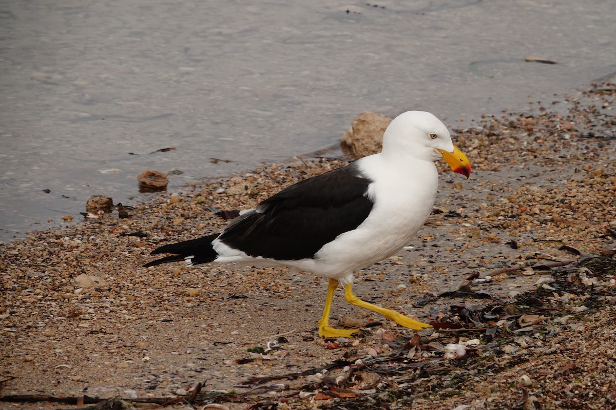 Pacific Gull - ML646386260