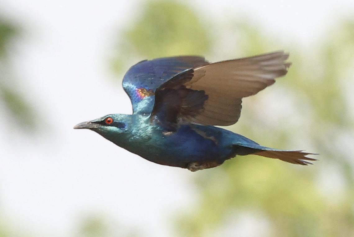 Sharp-tailed Starling - ML646386261