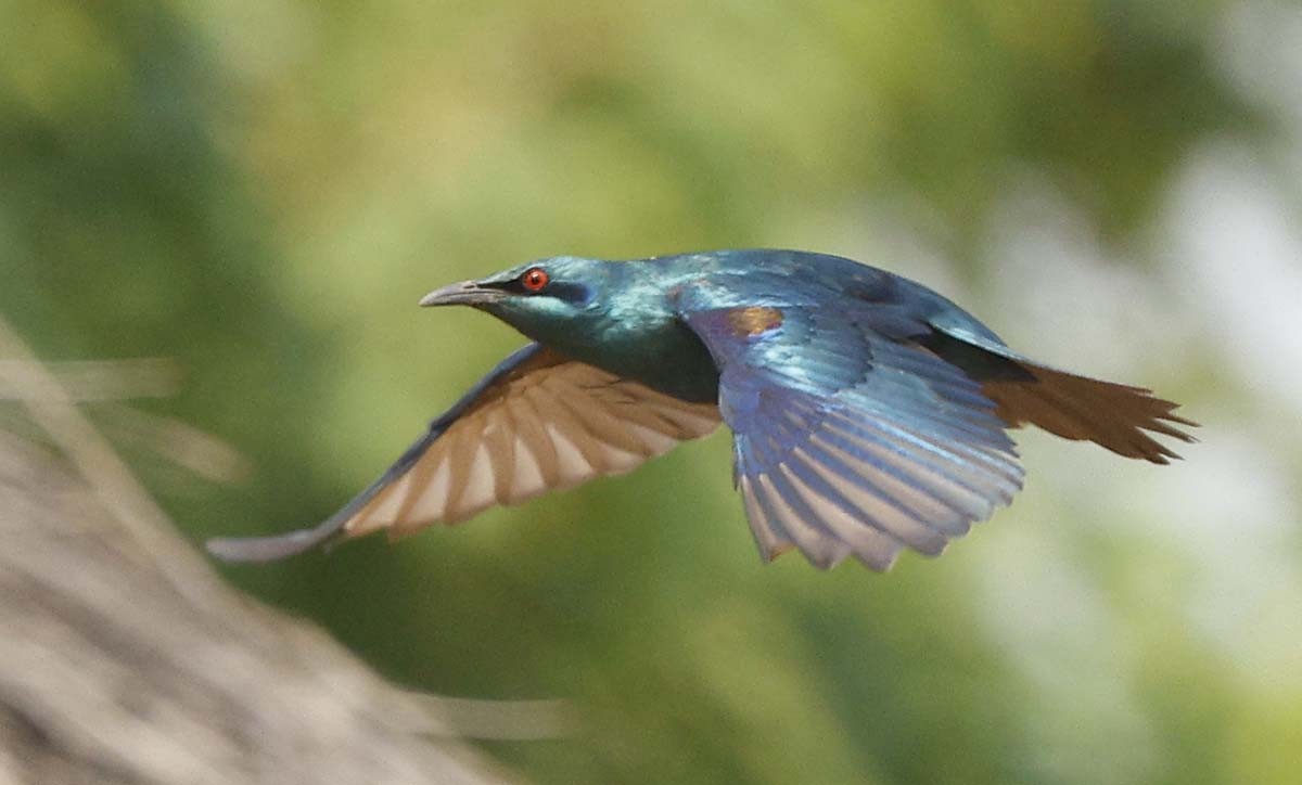 Sharp-tailed Starling - ML646386262