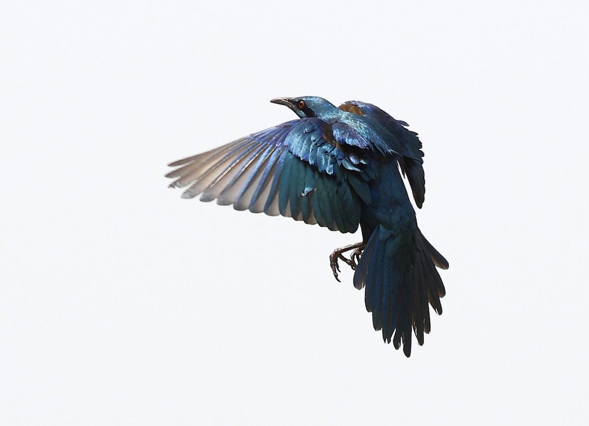 Sharp-tailed Starling - ML646386263