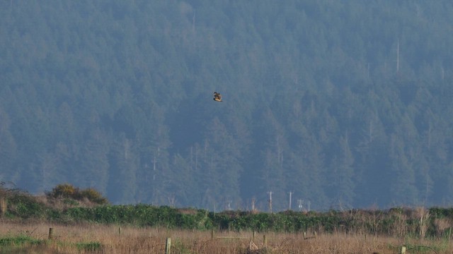 Short-eared Owl (Northern) - ML646386264