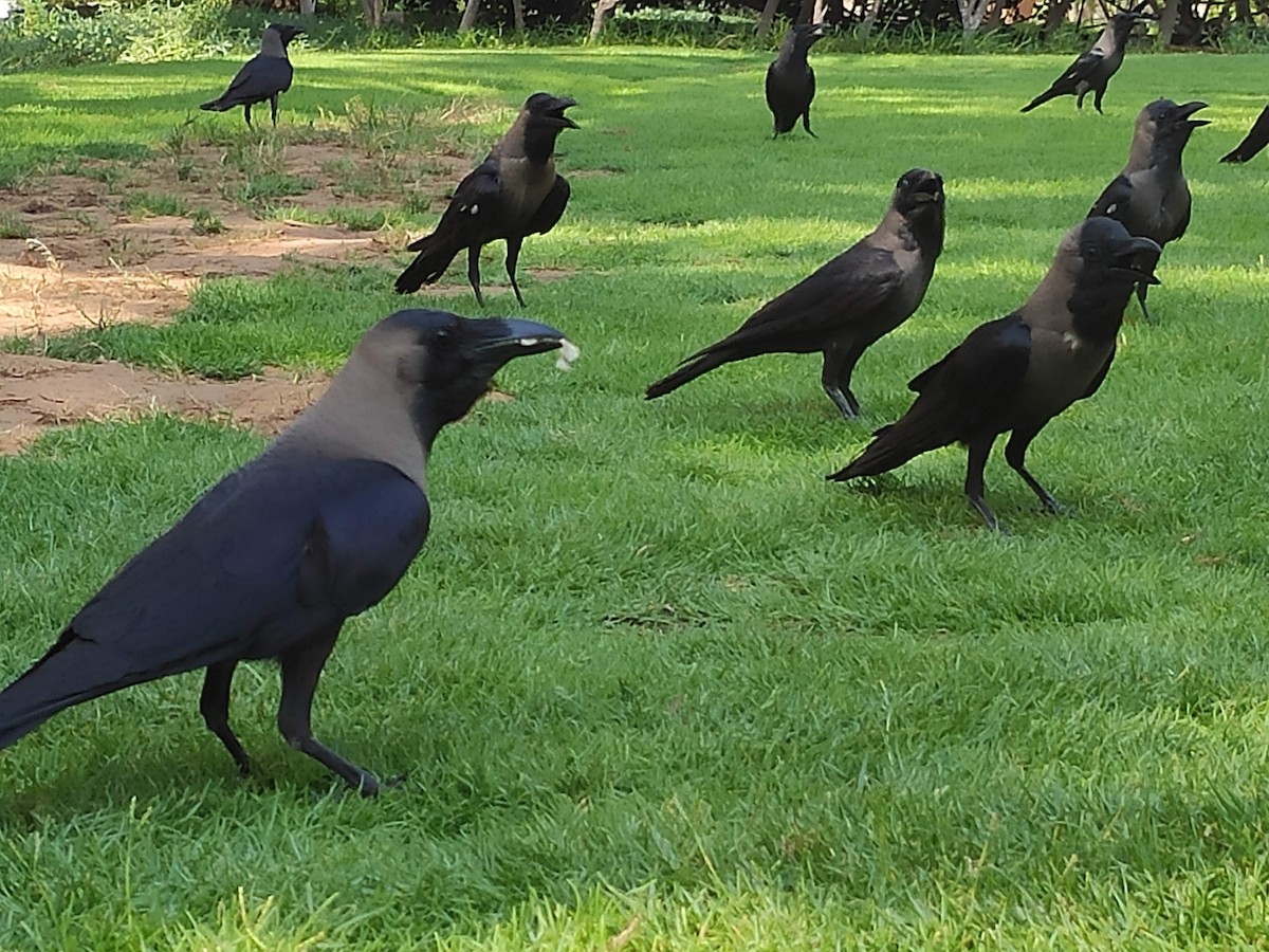 House Crow - ML646386265