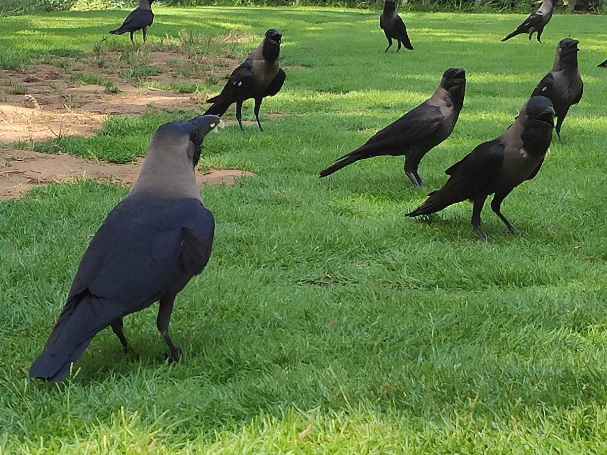 House Crow - ML646386266