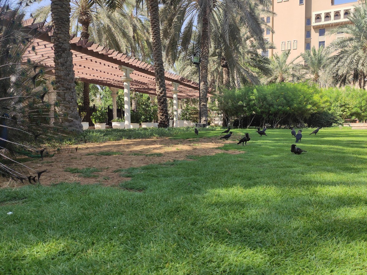 House Crow - ML646386267