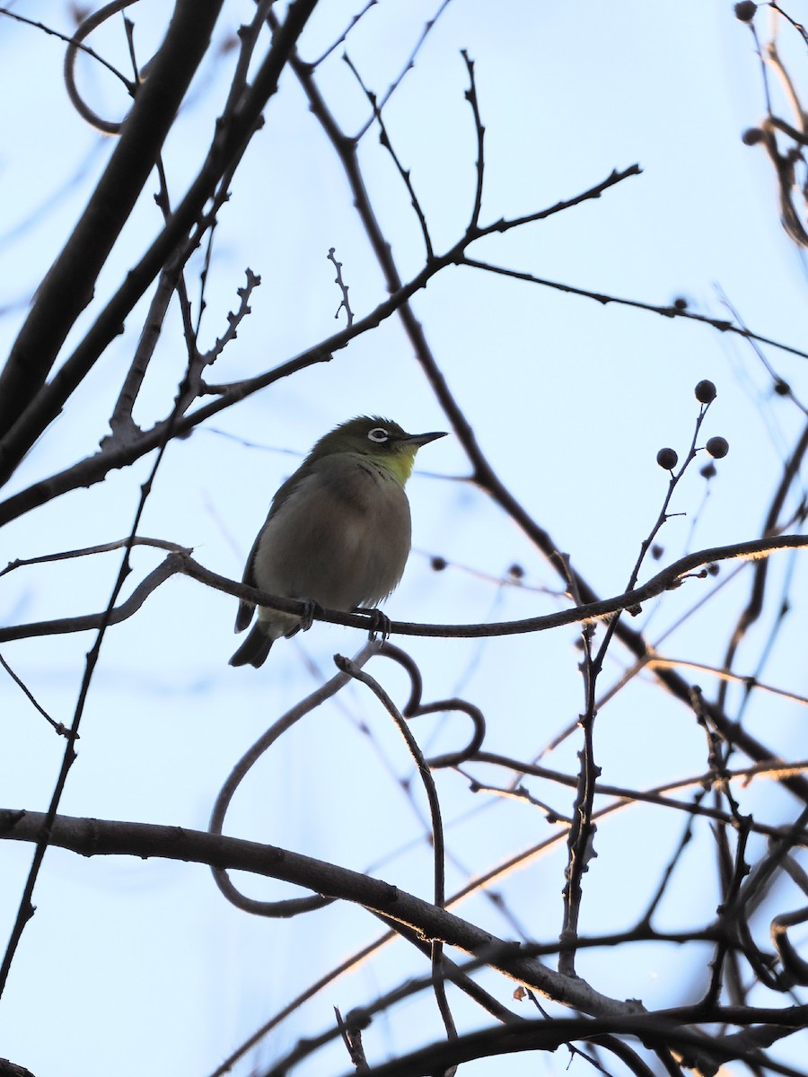 Warbling White-eye - ML646386268