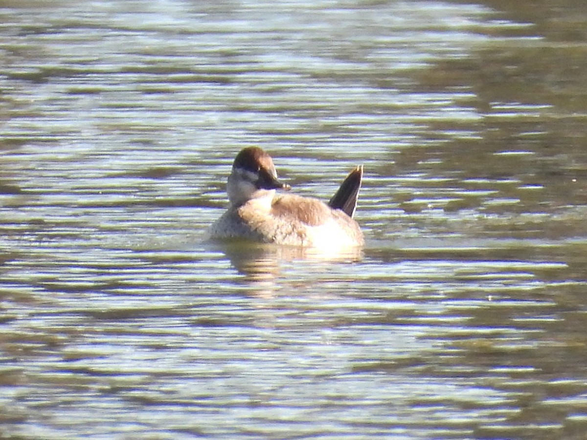 Ruddy Duck - ML646386269
