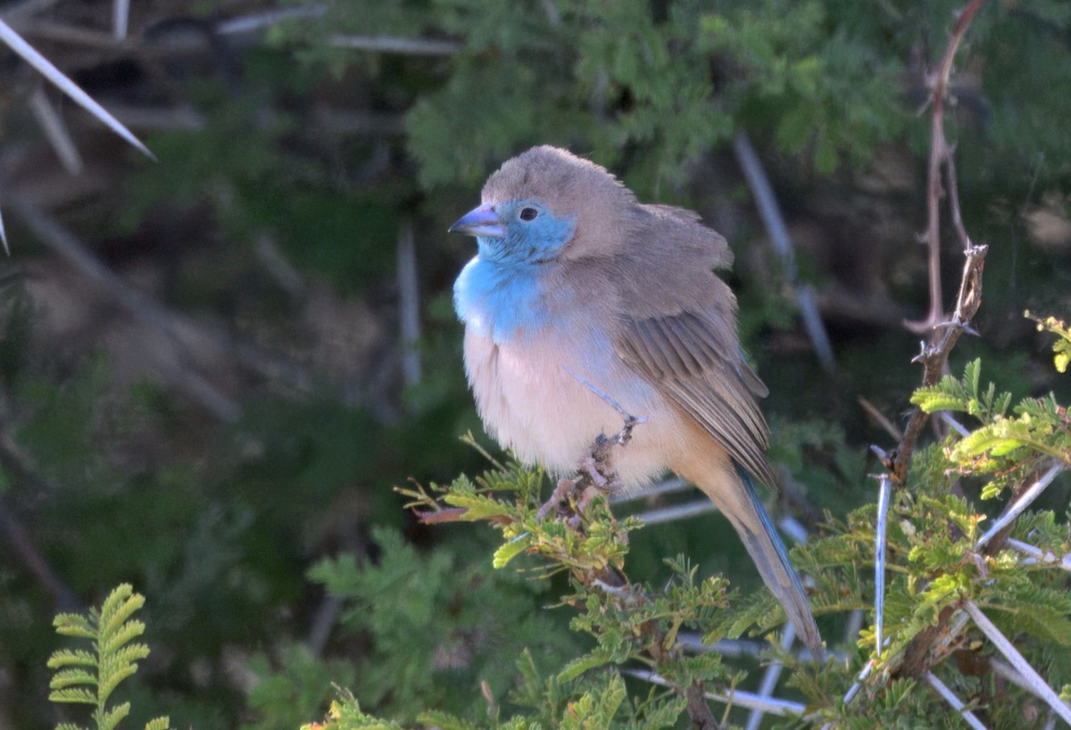 Southern Cordonbleu - ML646386270