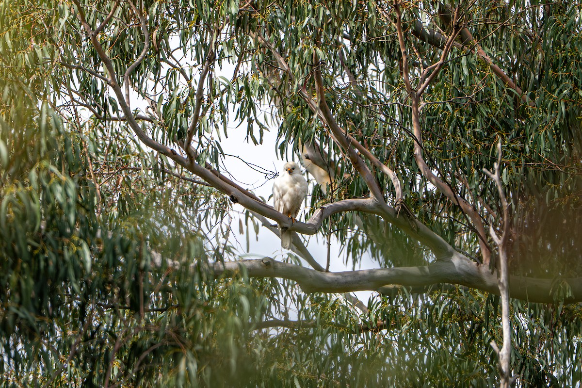 Gray Goshawk - ML646386271