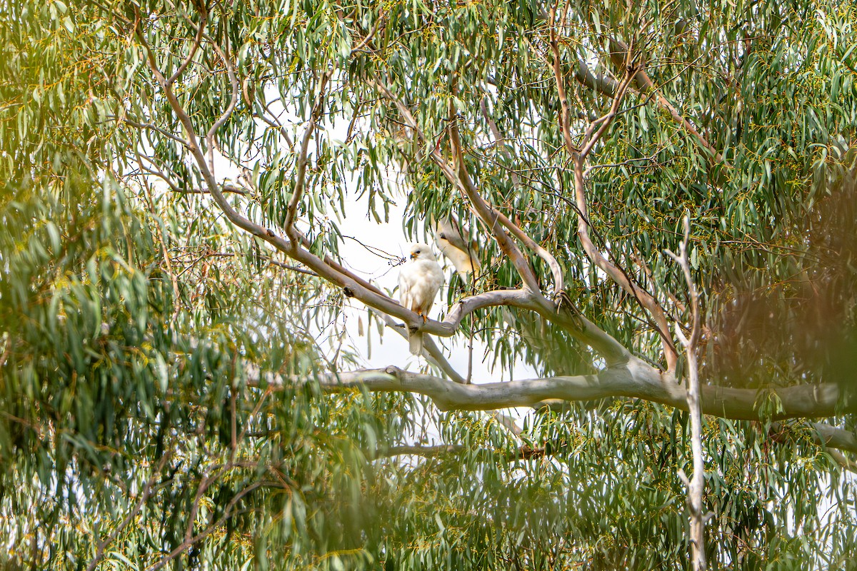 Gray Goshawk - ML646386272