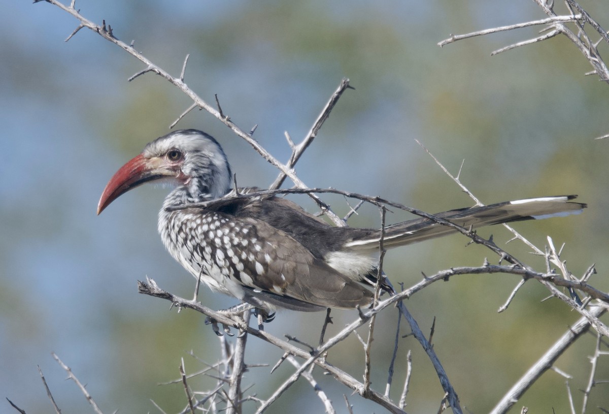 Southern Red-billed Hornbill - ML646386273