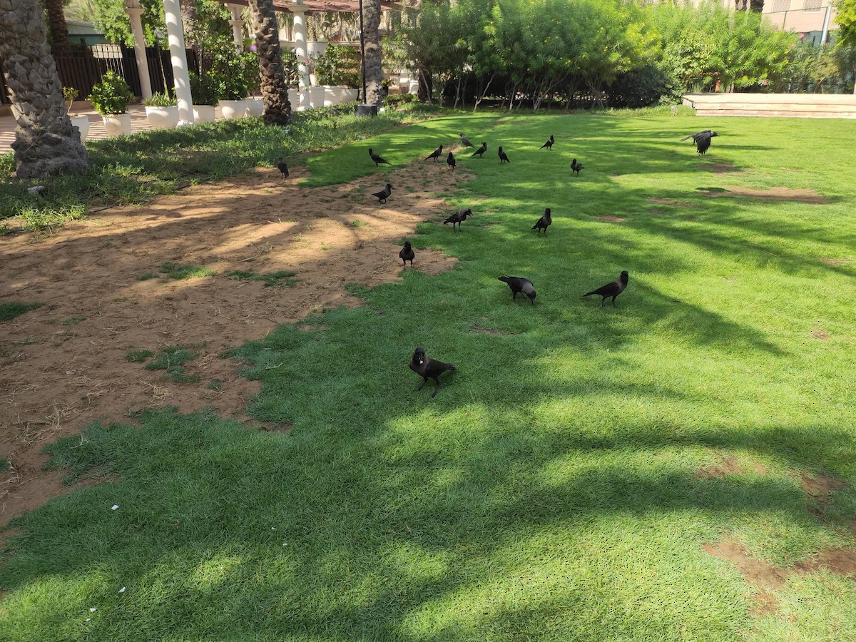 House Crow - ML646386274