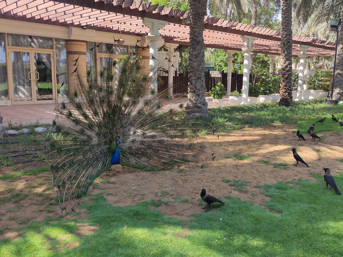 House Crow - ML646386275