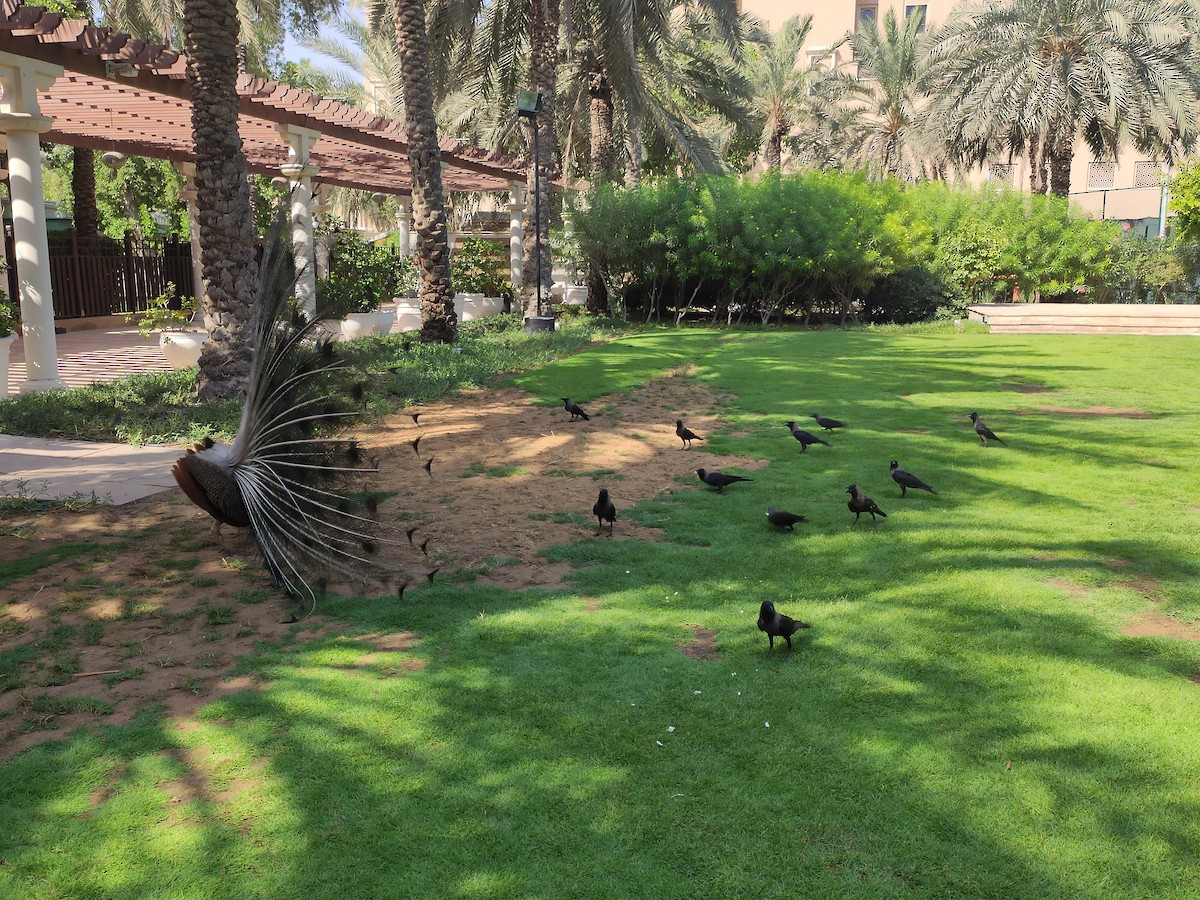 House Crow - ML646386276