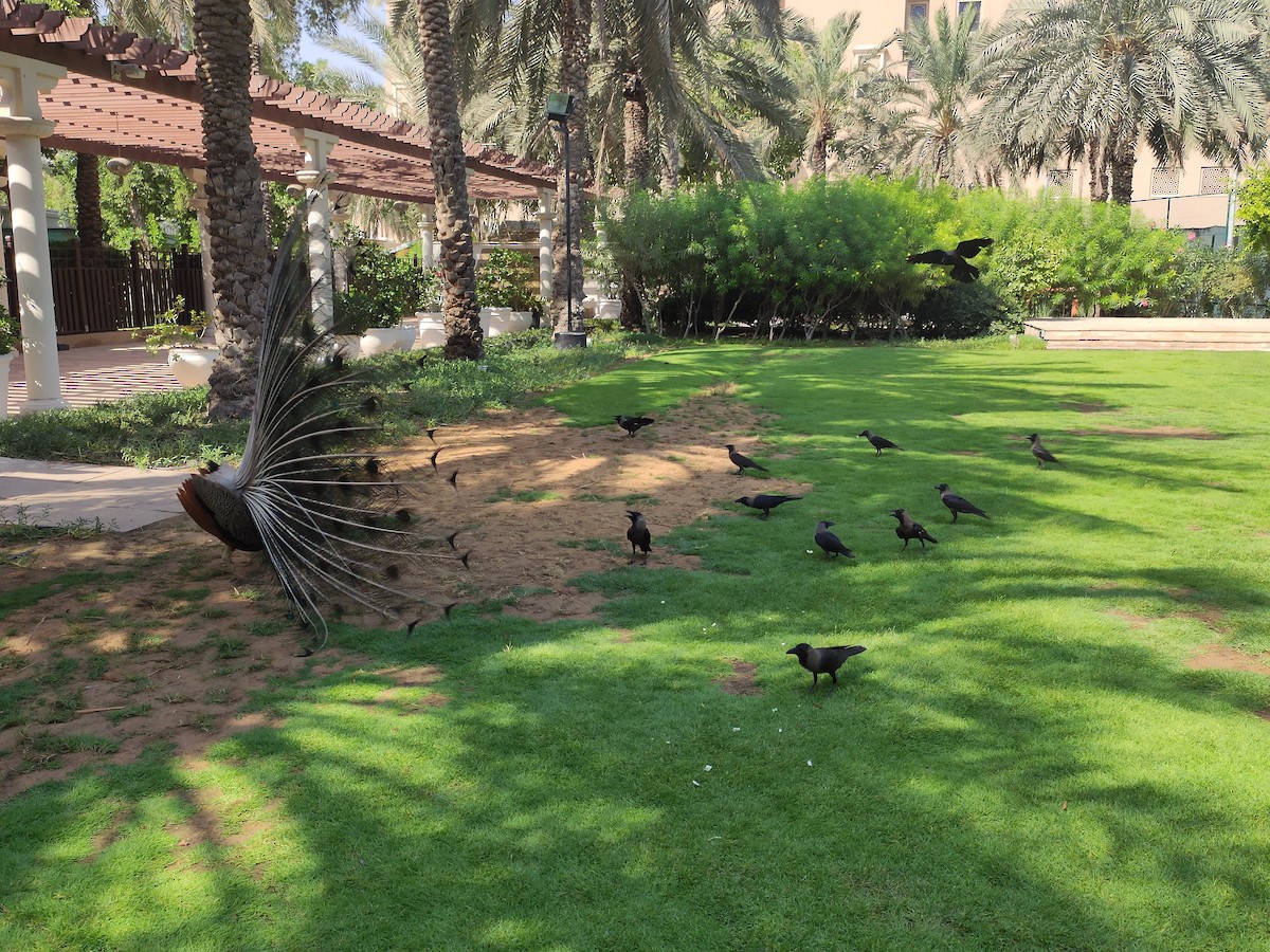 House Crow - ML646386277