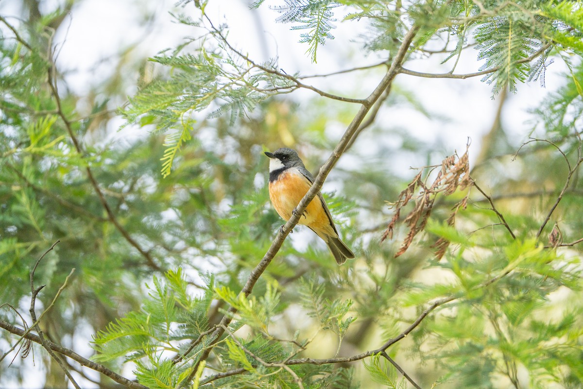 Rufous Whistler - ML646386280