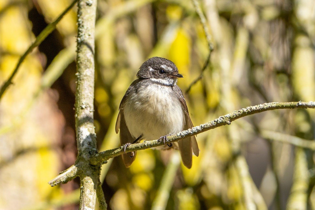 Gray Fantail - ML646386282