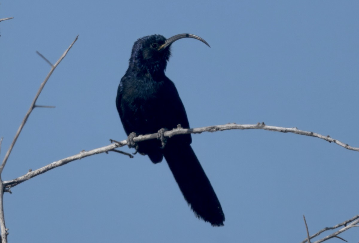 Common Scimitarbill - ML646386283