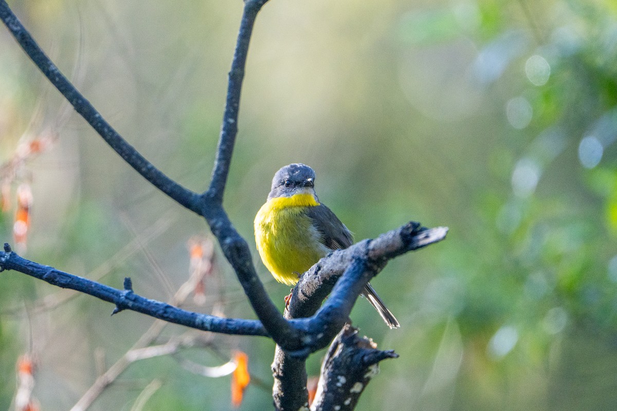 Eastern Yellow Robin - ML646386284