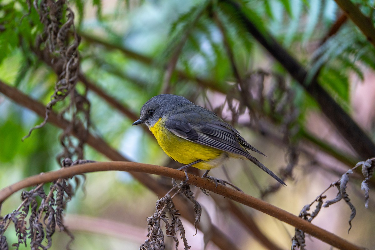 lejsčík žlutý - ML646386285