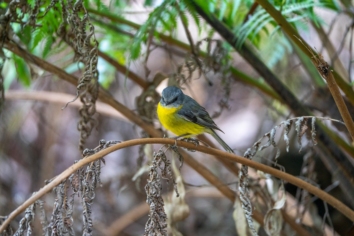 lejsčík žlutý - ML646386286