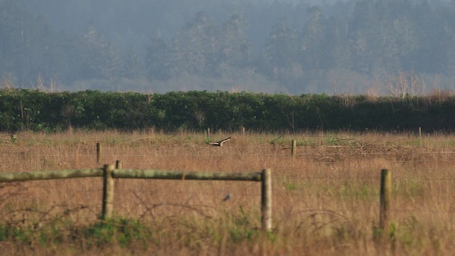 Kır Baykuşu (flammeus) - ML646386287