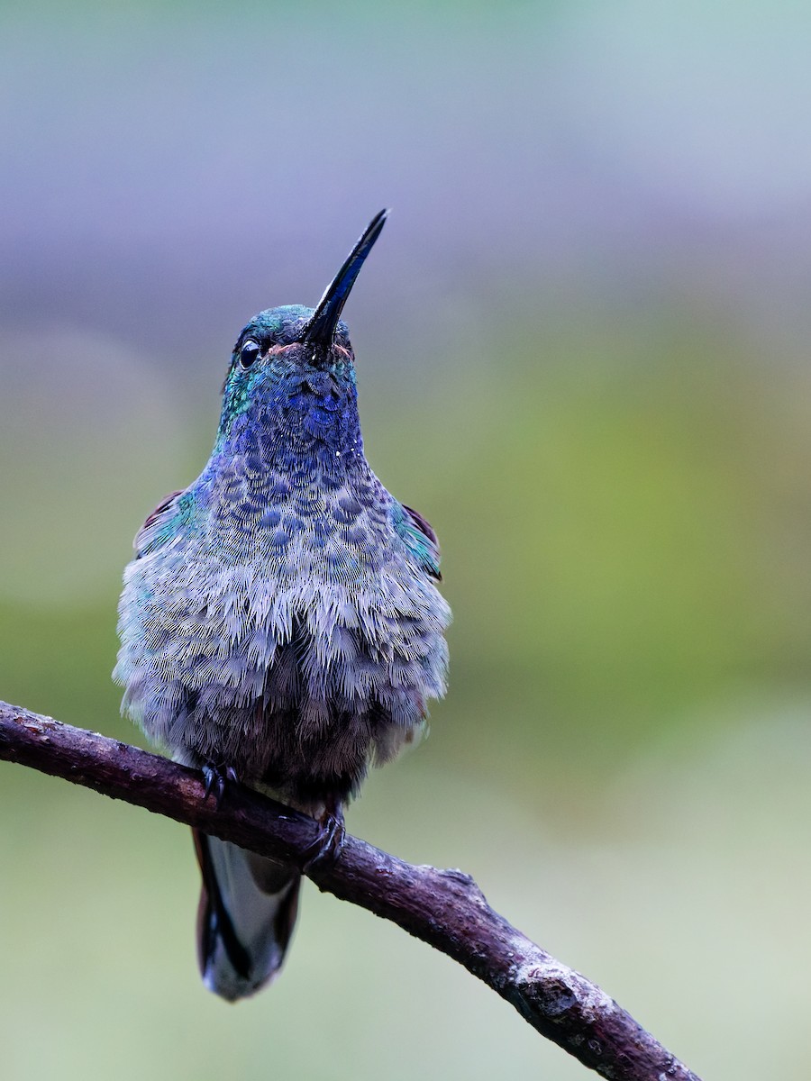 Green-backed Hillstar - ML646386288