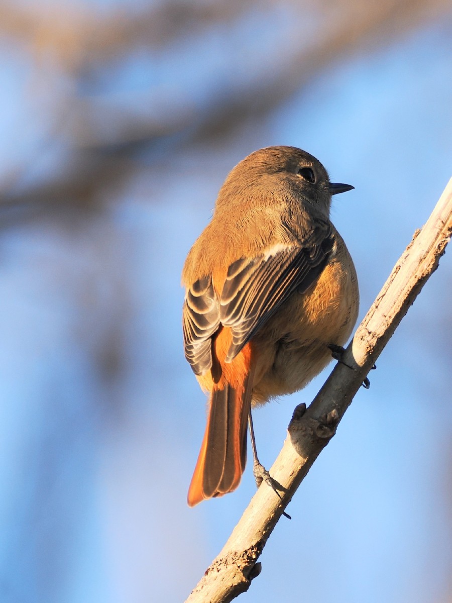 aurorarødstjert - ML646386289