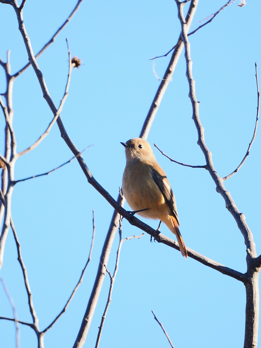 aurorarødstjert - ML646386290