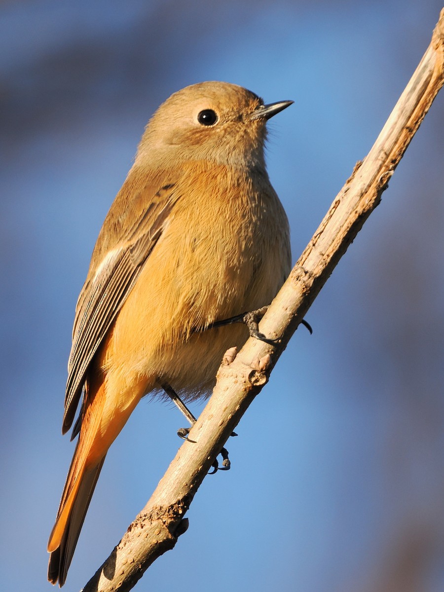 aurorarødstjert - ML646386291