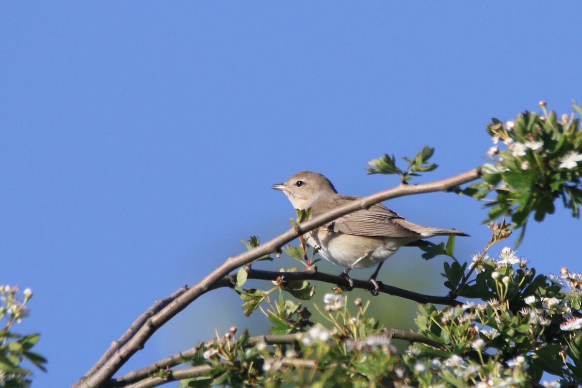 Garden Warbler - ML646386293