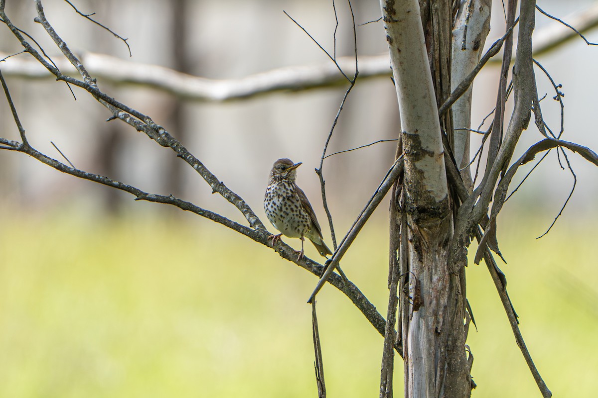 drozd zpěvný - ML646386294