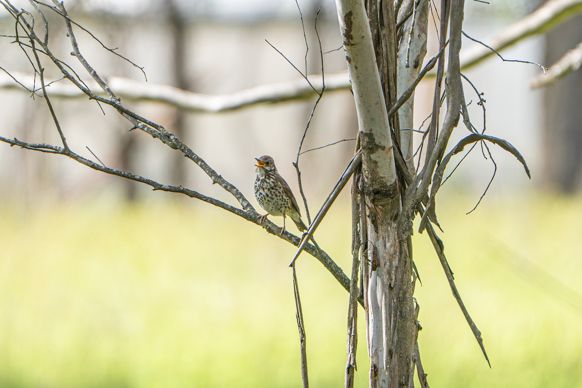 drozd zpěvný - ML646386295