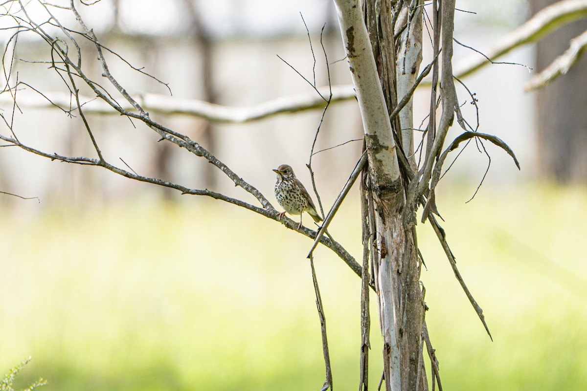 drozd zpěvný - ML646386296