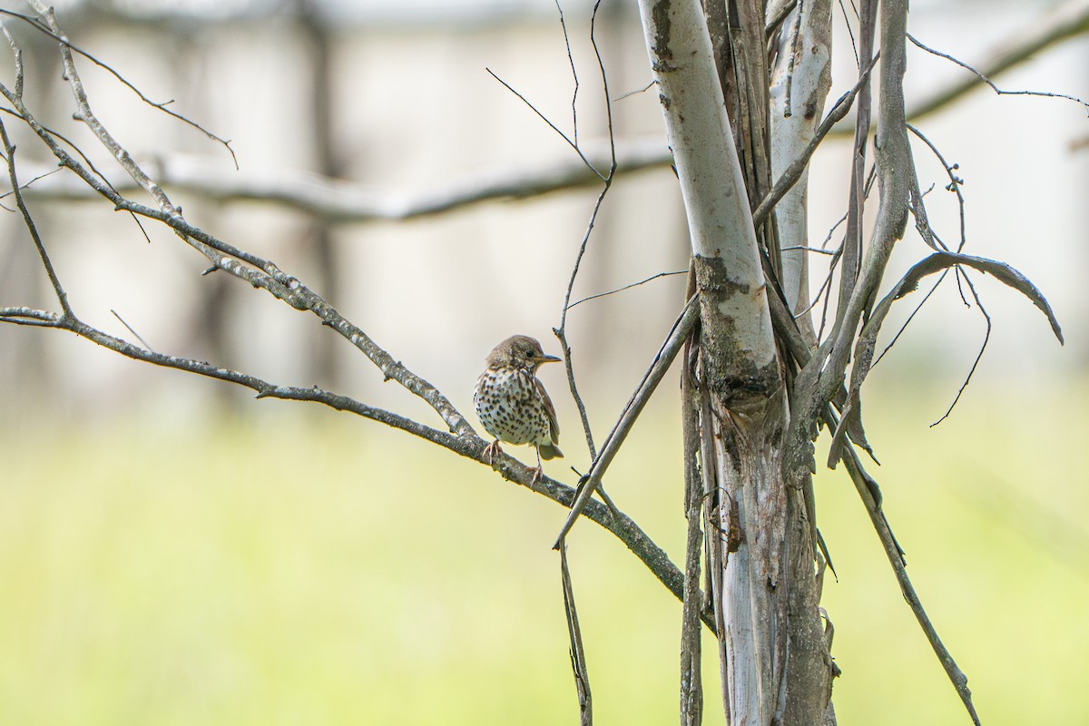 drozd zpěvný - ML646386297