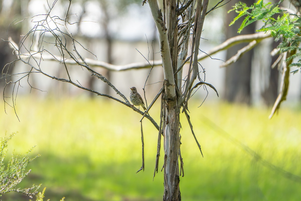 drozd zpěvný - ML646386298