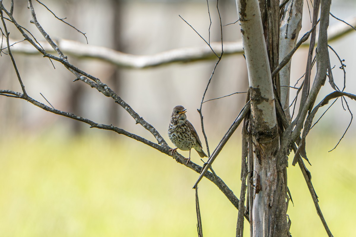 drozd zpěvný - ML646386299