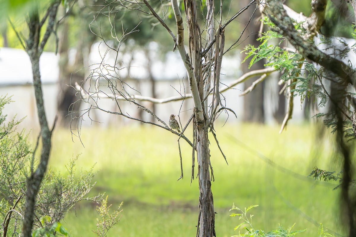 drozd zpěvný - ML646386300