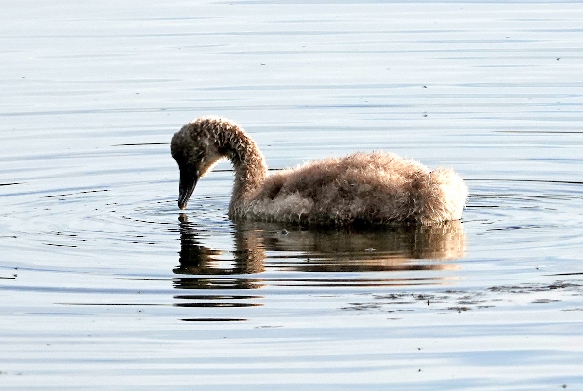 ברבור שחור - ML646386301