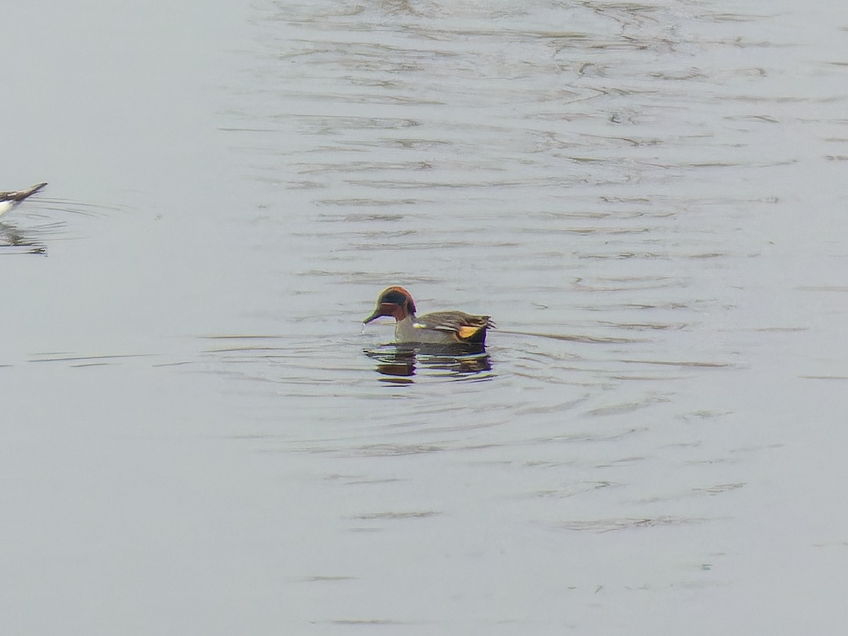 čírka obecná - ML646386302